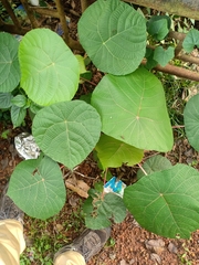 Macaranga peltata