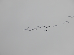 Phalacrocorax fuscicollis