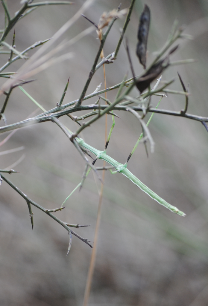 Mediterranean stick insect from Pujada de Gràcia, 19, 08398 Pineda de ...