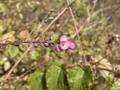 Symphoricarpos × chenaultii