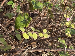 Symphoricarpos × chenaultii