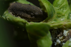 Prociphilus fraxinifolii