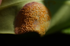 Puccinia klugkistiana