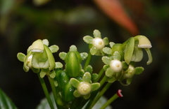 Burmeistera multiflora