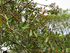 Nectandra