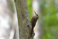 Xiphorhynchus atlanticus