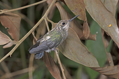 Heliomaster longirostris