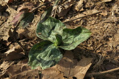 Trillium cuneatum