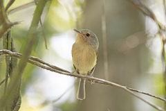 Hemitriccus mirandae