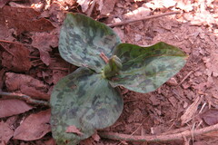 Trillium cuneatum