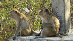 Macaca fascicularis