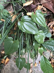 Stemona tuberosa