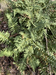 Polypodium vulgare