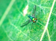 Chrysosoma globiferum