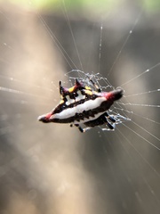 Gasteracantha geminata