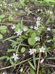 Claytonia lanceolata