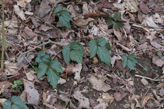 Cardamine diphylla