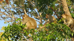 Macaca fascicularis
