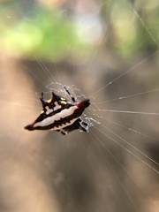 Gasteracantha geminata
