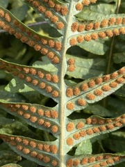 Polypodium vulgare