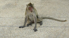 Macaca fascicularis