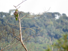 Amazona vinacea