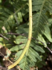 Polypodium vulgare