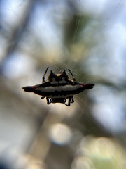Gasteracantha geminata