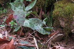 Trillium cuneatum