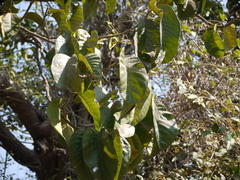 Artocarpus lacucha