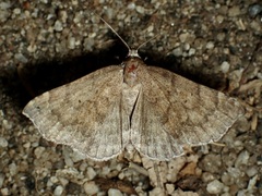 Focillidia