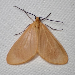 Eubaphe unicolor