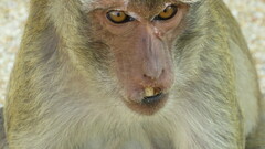 Macaca fascicularis