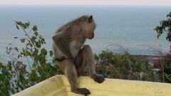 Macaca fascicularis