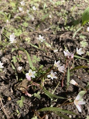 Claytonia lanceolata