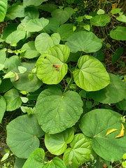 Clerodendrum infortunatum