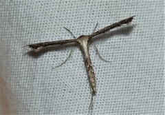 Stenoptilodes taprobanes