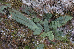 Asplenium resiliens
