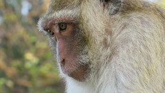 Macaca fascicularis