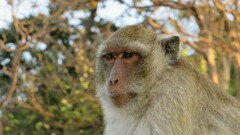 Macaca fascicularis