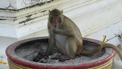 Macaca fascicularis