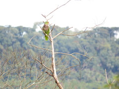 Amazona vinacea