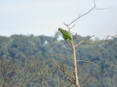 Amazona vinacea