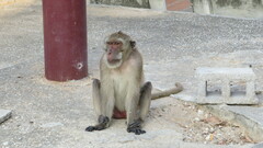 Macaca fascicularis