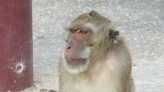 Macaca fascicularis