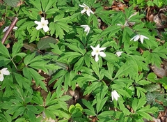 Anemonoides nemorosa