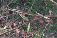 Lonicera fragrantissima