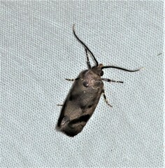 Pycnocera hypoxantha