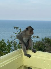 Macaca fascicularis