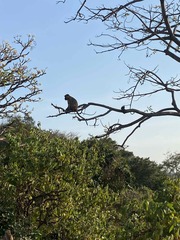 Macaca fascicularis